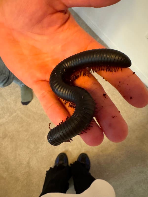 Przyroda na żywo - pokaz zwierząt egzotycznych